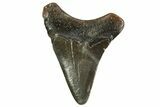 Juvenile Megalodon Tooth - North Carolina #363698-1